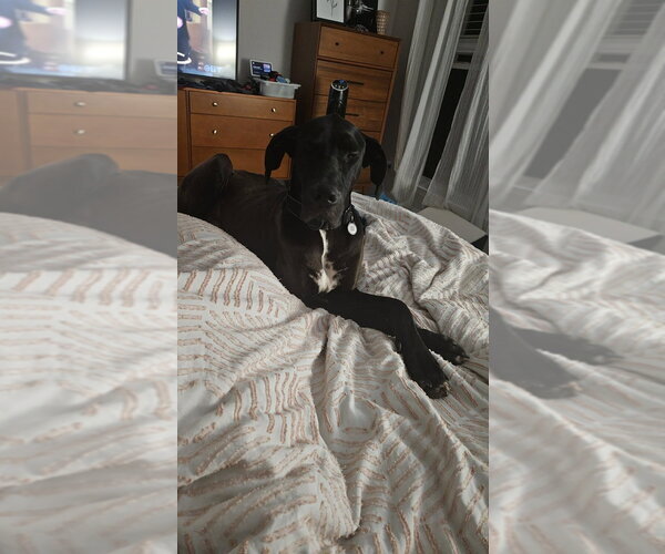 Medium Photo #2 Great Dane Puppy For Sale in Bullard, TX, USA