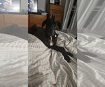 Small #1 Great Dane