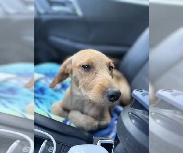 Medium Photo #3 Chi-Poo (Miniature) Puppy For Sale in BROCKTON, MA, USA
