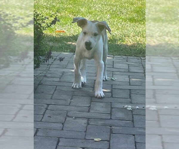 Medium Photo #2 American Bulldog-Unknown Mix Puppy For Sale in Doylestown, PA, USA