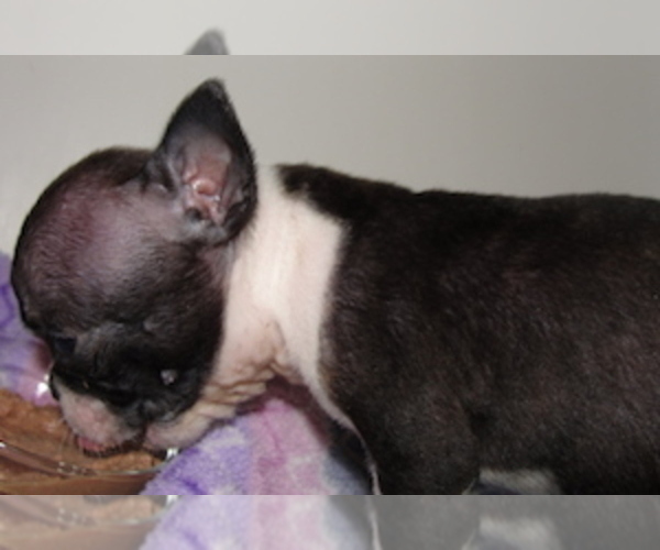 Medium Photo #4 Maltese Puppy For Sale in CRKD RVR RNCH, OR, USA