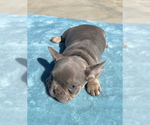 Small #3 French Bulldog