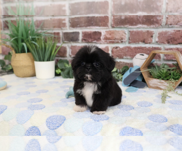 Medium Photo #5 Shih Tzu Puppy For Sale in SYRACUSE, IN, USA