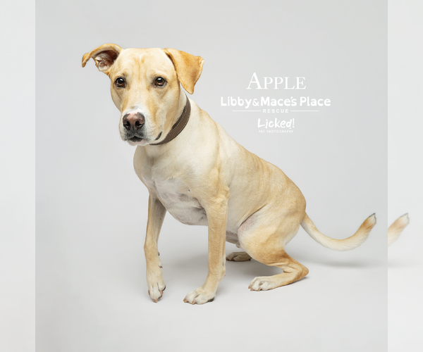 Medium Photo #8 Labrador Retriever-Unknown Mix Puppy For Sale in Mount Pleasant, SC, USA
