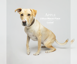 Small #7 Labrador Retriever Mix