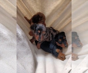 Dachshund Litter for sale in SANTA FE, NM, USA