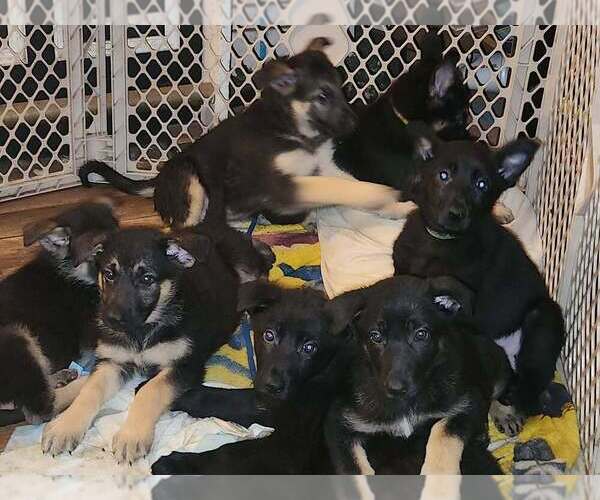 Medium Photo #1 German Shepherd Dog Puppy For Sale in JEANNETTE, PA, USA