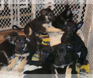 German Shepherd Dog Puppy for sale in JEANNETTE, PA, USA