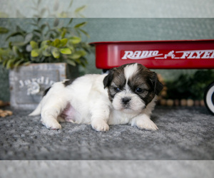 Medium Shih Tzu