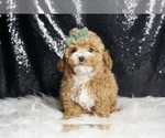 Small #2 Maltipoo