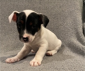 Jack Russell Terrier Puppy for sale in RICHMOND, MI, USA