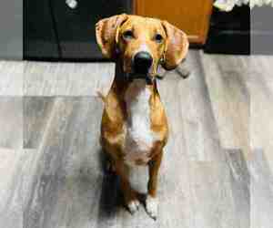 Miniature Labradoodle Dog for Adoption in SAN ANTONIO, Texas USA