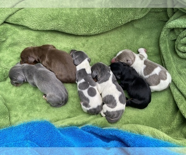 Medium Photo #2 Dachshund Puppy For Sale in LUBBOCK, TX, USA