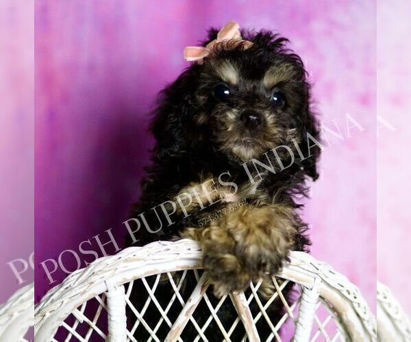 Medium Photo #116 Poodle (Miniature) Puppy For Sale in WARSAW, IN, USA