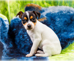 Puppy Taley Fox Terrier (Smooth)-Fox Terrier (Toy) Mix