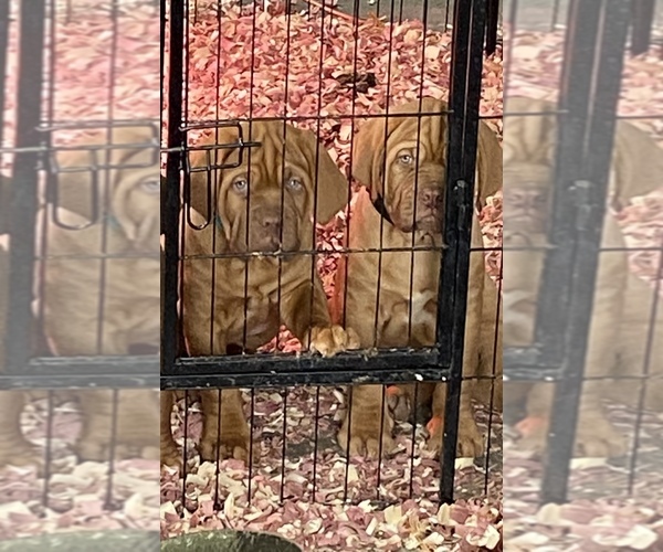 Medium Photo #1 Dogue de Bordeaux Puppy For Sale in LAGRANGE, IN, USA