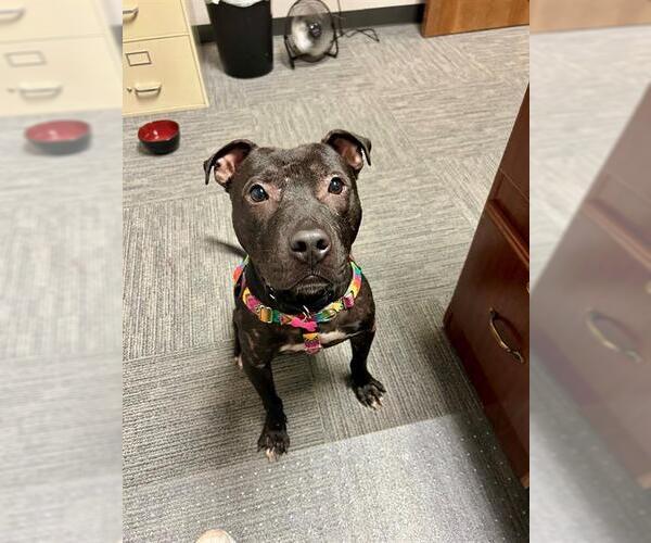 Medium Photo #2 American Pit Bull Terrier Puppy For Sale in Louisville, KY, USA