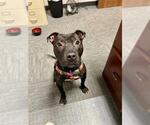 Small #1 American Pit Bull Terrier