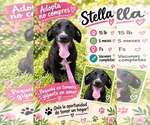 Stella - Female Dachsador Dog for Adoption - Small photo