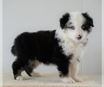 Small Photo #3 Miniature Australian Shepherd Puppy For Sale in FREDERICKSBG, OH, USA