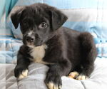 Small #2 Labrador Retriever Mix