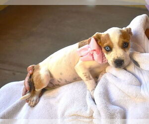 American Pit Bull Terrier-Unknown Mix Dogs for adoption in McKinney, TX, USA