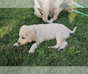 Medium Labrador Retriever