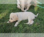 Puppy Light Blue Labrador Retriever