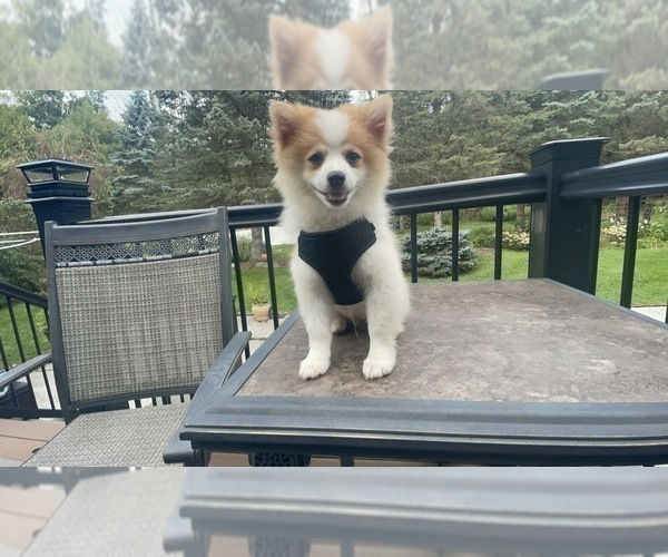 Medium Photo #4 Pomeranian Puppy For Sale in MIDDLETOWN, NY, USA