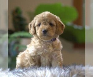 Goldendoodle-Poodle (Miniature) Mix Puppy for sale in AUGUSTA, WV, USA