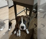 Small #2 American Bully-Boxer Mix
