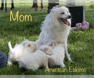 Mother of the Pookimo puppies born on 11/05/2022