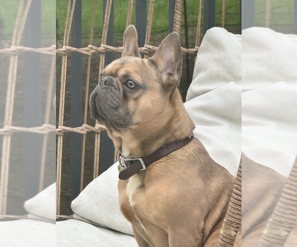 Medium Photo #1 French Bulldog Puppy For Sale in BORING, OR, USA