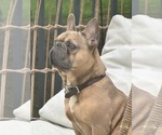 Small Photo #1 French Bulldog Puppy For Sale in BORING, OR, USA