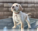 Puppy 2 Labrador Retriever