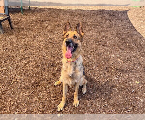 Medium Photo #6 German Shepherd Dog Puppy For Sale in Orange, CA, USA