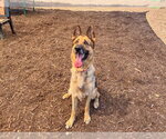 Small #5 German Shepherd Dog
