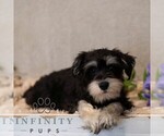 Small #2 Schnauzer (Miniature)