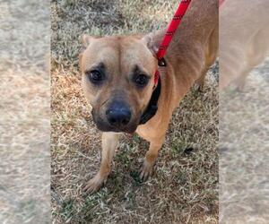 American Pit Bull Terrier-Unknown Mix Dogs for adoption in Woodland, CA, USA