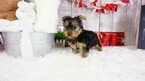 Small Photo #2 Yorkshire Terrier Puppy For Sale in LAS VEGAS, NV, USA