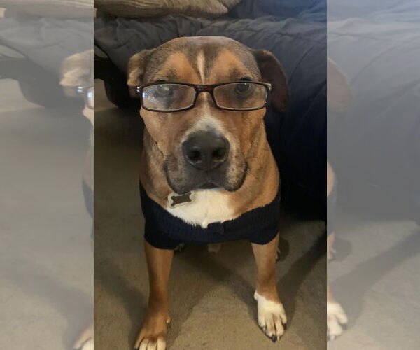 Medium Photo #4 American Pit Bull Terrier-Unknown Mix Puppy For Sale in Germantown, OH, USA