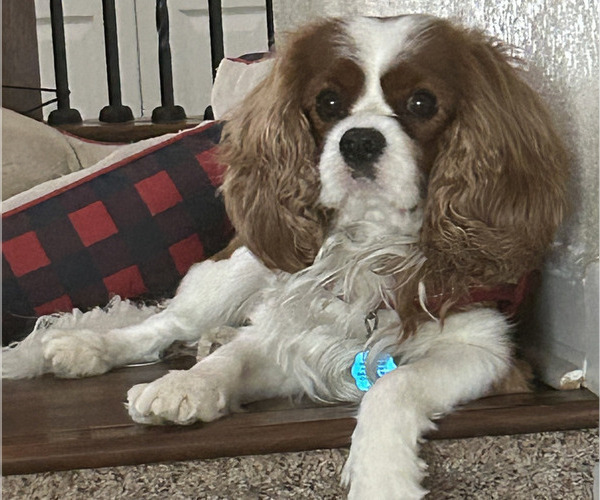 Medium Photo #1 Cavalier King Charles Spaniel Puppy For Sale in GAINESVILLE, TX, USA