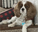 Small Photo #1 Cavalier King Charles Spaniel Puppy For Sale in GAINESVILLE, TX, USA