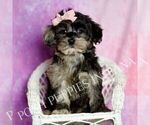 Small Photo #45 Morkie Puppy For Sale in WARSAW, IN, USA