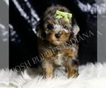 Puppy Bourbon AKC Poodle (Miniature)