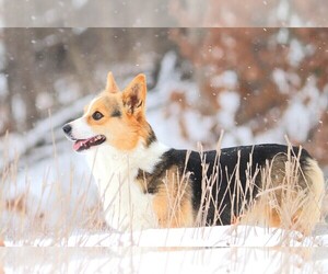 Mother of the Pembroke Welsh Corgi puppies born on 07/05/2025