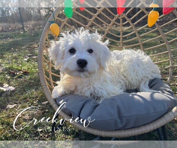 Medium Photo #3 Havachon Puppy For Sale in NIANGUA, MO, USA