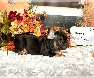 French Bulldog Puppy for sale in HUDSON, CO, USA