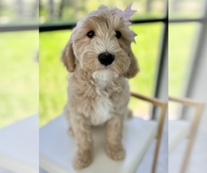 Australian Labradoodle Puppy for sale in NAPLES, FL, USA