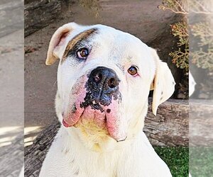 Bulldog-Unknown Mix Dogs for adoption in Albuquerque, NM, USA
